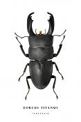 dorcus titanus